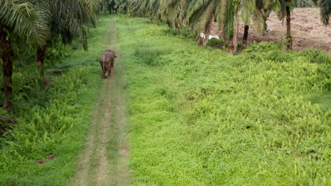 aerial shot of pygmy elephant walking alone in the jungle near palm destroyed land in malaysia. the drone following the animal slowly.