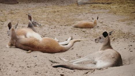 kangaroos resting in a zoo