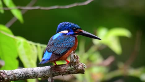 the blue-eared kingfisher is a small kingfisher found in thailand and it is wanted by bird photographers because of its lovely blue ears as it is also a cute bird to watch