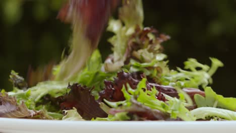 Sideview-of-Organic-Crispy-Salad-Leaves-Falling-in-Slow-Motion-Outside-on-White-Plate-with-Natural-Background---4K-Healthy-Eating-Clip