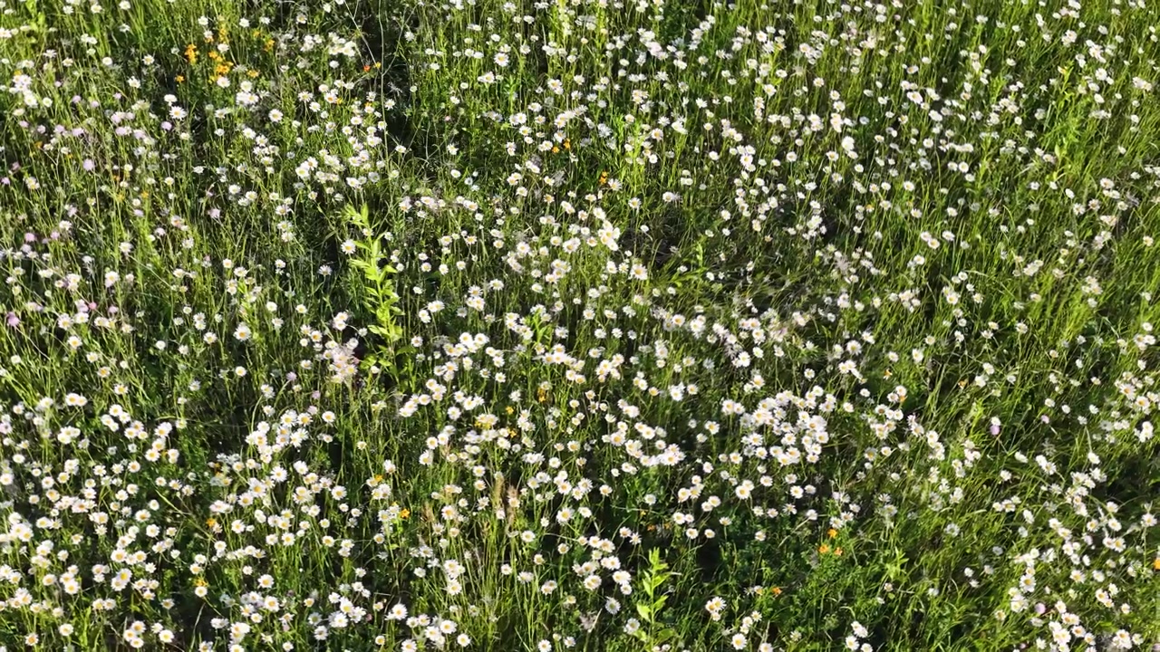 Static overhead shot of blooming white daisies in a lush green spring meadow under sunlight.