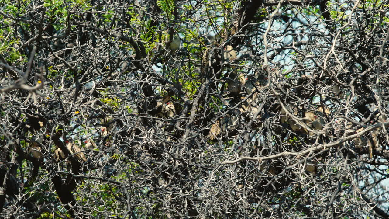 bandada de quelea de pico rojo descansando en un árbol espinoso con algunas hojas