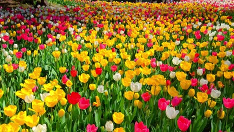 tulipas en el parque gulhane en el área de sultanahmet. estambul.