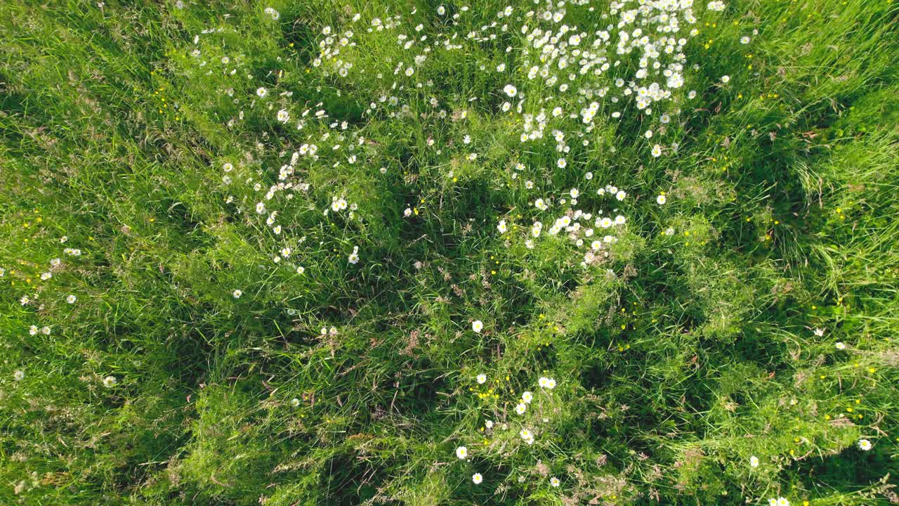 푸른 초원에서 꽃이 피는  ⁇  꽃, 낮은 각도 드론 뷰