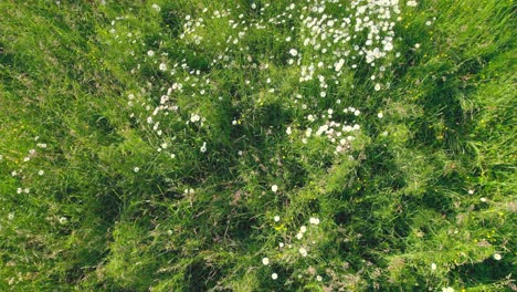 Flores-Blancas-Florecientes-En-El-Prado-Verde,-Vista-De-Drones-De-ángulo-Bajo