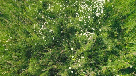 blooming white flowers on green meadow, low angle drone view