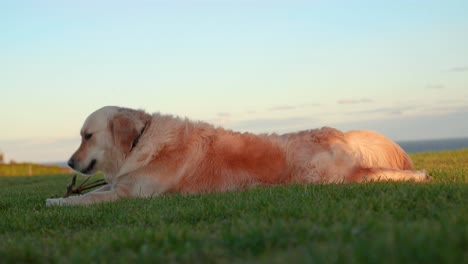 Golden-retriever-dog-stretches-on-grass-with-stick-in-her-mouth