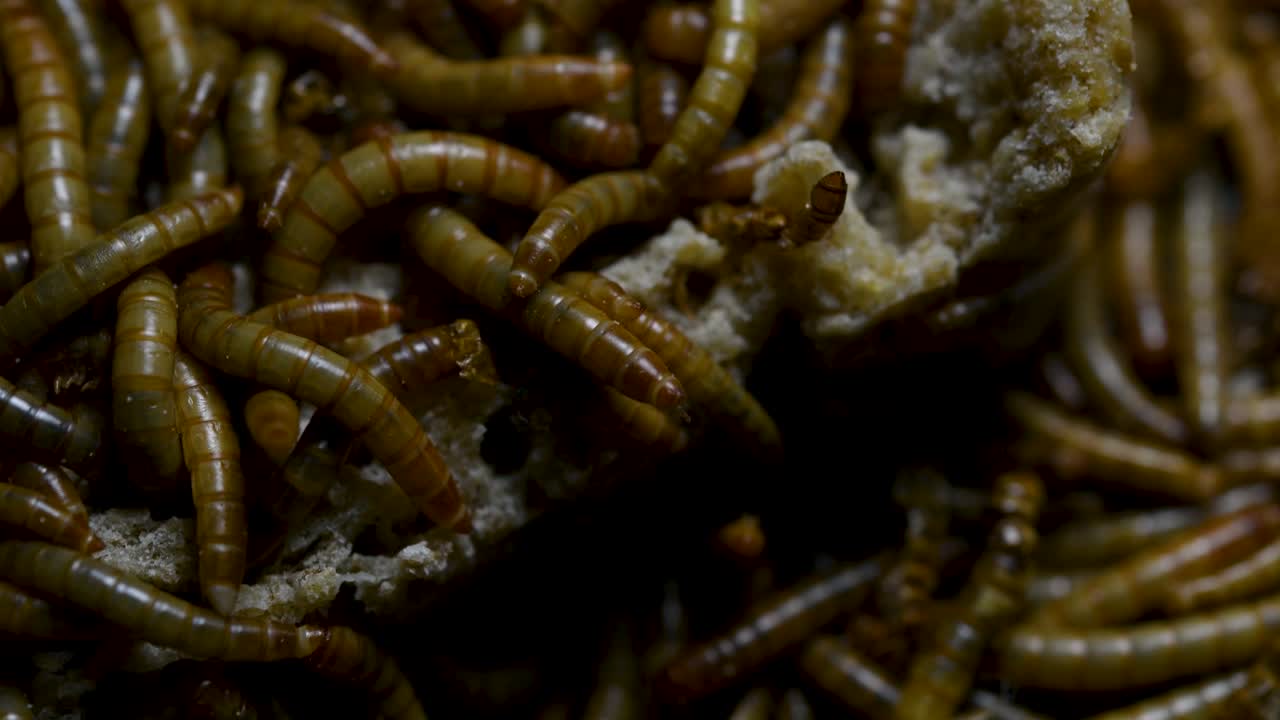 O Tenebrio é uma espécie de besouro Tenebrionidae usado para alimentar animais de estimação como peixes, cobras, pássaros e sapos.