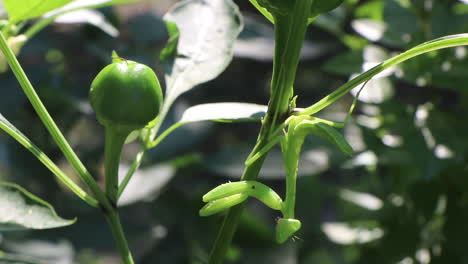 praying mantis hanging on a chili pepper plant looking at the camera, close up