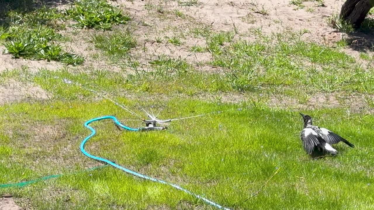 Juvenile Australian magpie splashes and hops around rotating garden sprinkler on sunny lawn