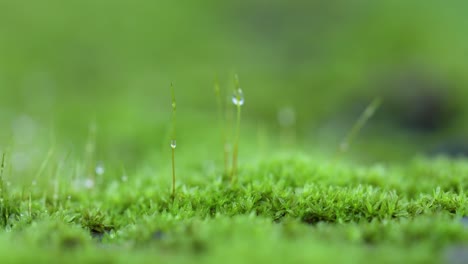 Moss-Growing-on-a-Log-with-Dew-Drops-on-a-Early-Monsoon-,-rainy-season-morning-in-the-Western-Ghats-of-India-in-State-of-Maharashtra