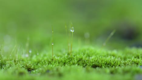 musgo creciendo en un tronco con gotas de rocío en un monzón temprano, mañana de temporada lluviosa en los ghats occidentales de india en el estado de maharashtra