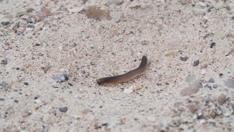 Nahaufnahme-Eines-Tausendfüßlers,-Der-Am-Sandstrand-Kriecht