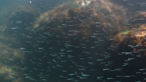 small fish school underwater