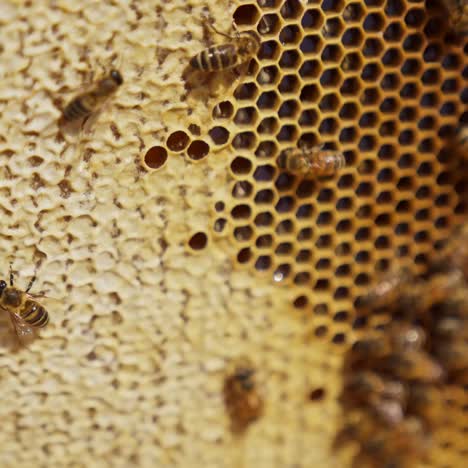 bees rambling around the frame full of honey. honey cells sealed and not close up. apiculture farming