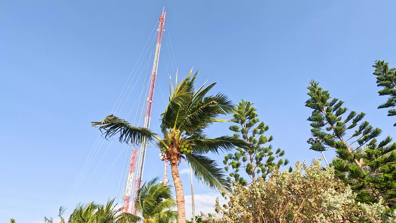 высокая башня и пальмы под голубым небом
