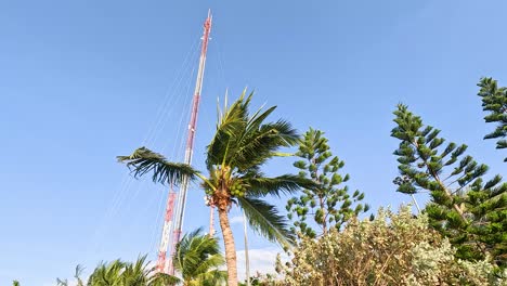 torre alta y palmeras bajo un cielo azul