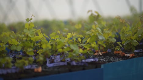 Winzige-Pflanzen-In-Einem-Weinberg,-Mit-Jungen-Knospen,-Die-Blühen