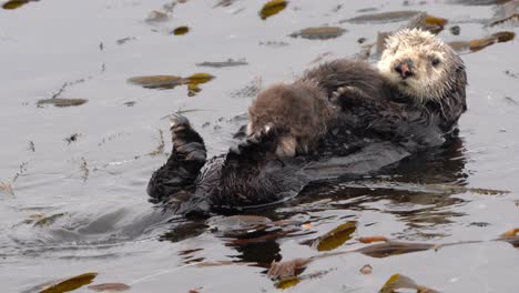 sea otter mom and baby