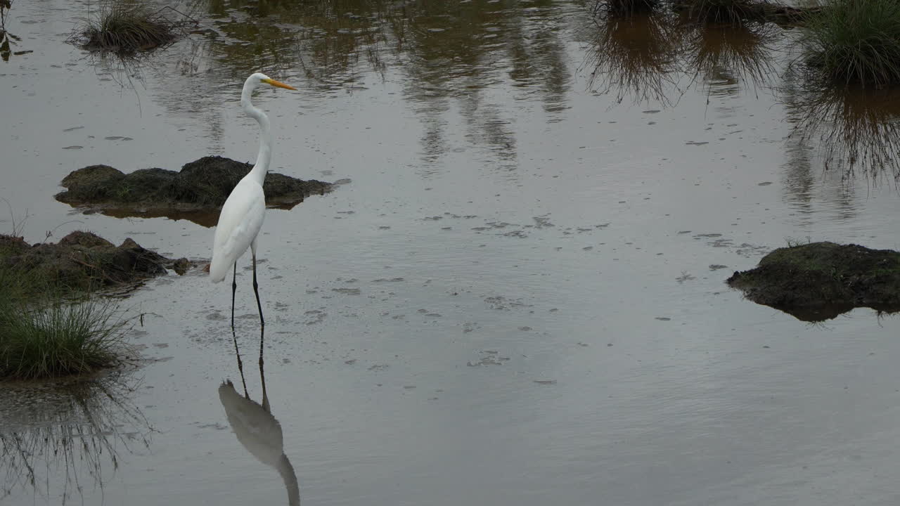 Great Egret hunts in shallow waters of Playa Blanca Panama
