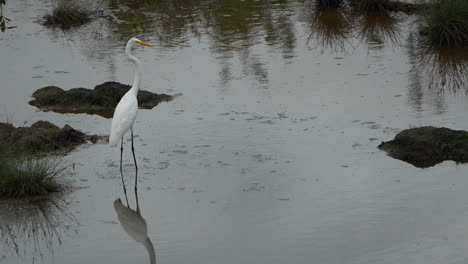 Great Egret hunts in shallow waters of Playa Blanca Panama