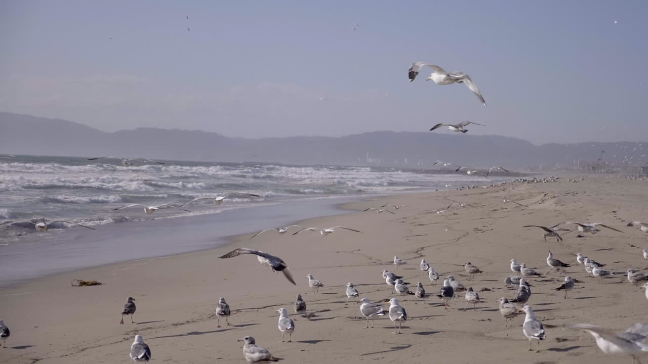 Gaivota voando antes do pôr do sol na Praia de Santa Mônica, LA, CA