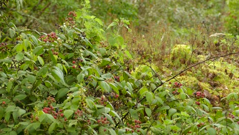 Hummingbird-feeding-off-of-berries-as-it-soars-around-the-underbrush-of-a-Costa-Rica-forest