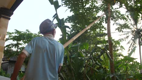 An-old-Balinese-man-in-simple-rugged-clothing,-poking-down-papaya-fruits-from-the-top-of-the-trees-with-his-big-bamboo-pole-in-the-sunset
