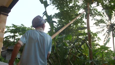 an old balinese man in simple rugged clothing, poking down papaya fruits from the top of the trees with his big bamboo pole in the sunset