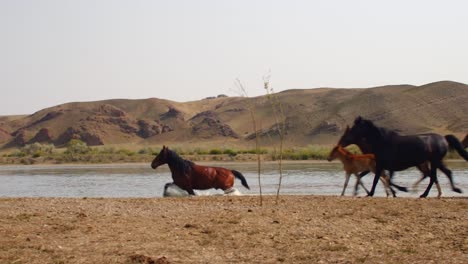 Cinematic-beauty-of-free-roaming-horse-walking,-running,-and-drinking-by-the-river,-with-playful-baby-calves