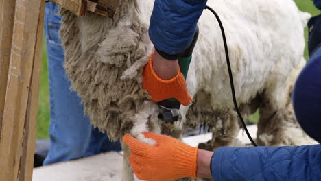farmer shearing wool sheep