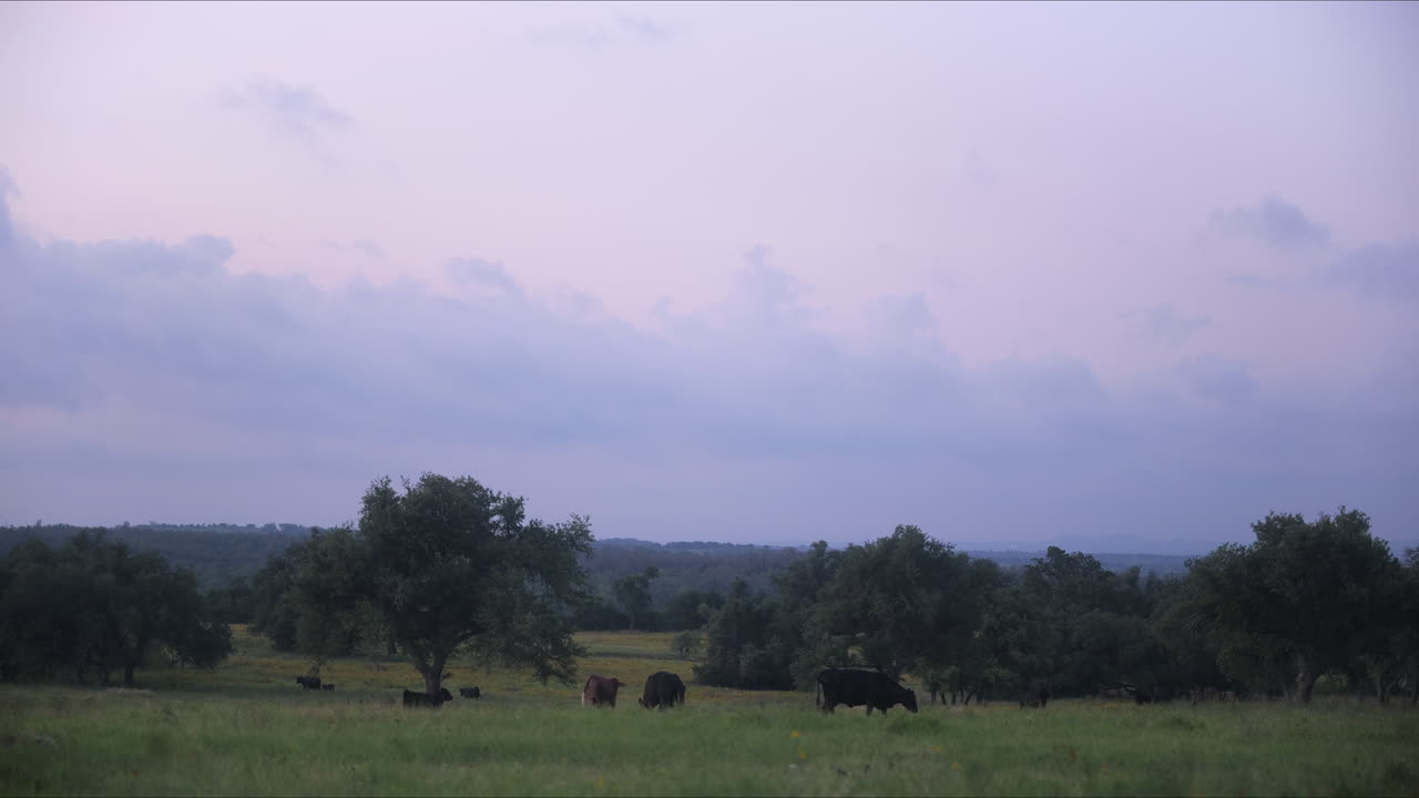 Bestiame al pascolo in un pascolo nella regione di Texas Hill Country, ranch vicino a Fredericksburg, TX