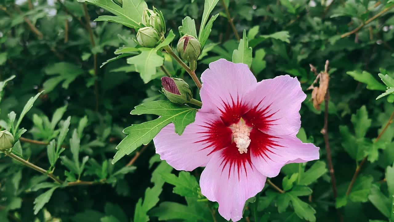 Fiore di ibisco rosa e boccioli