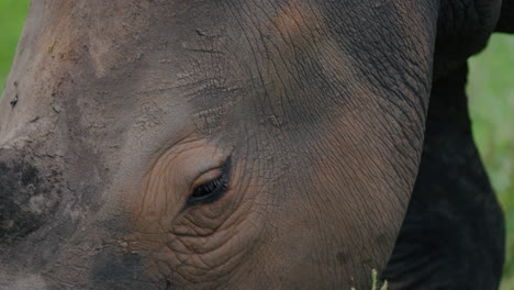 close-up of a rhino's face
