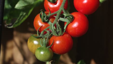 los jardineros deleitan los tomates que maduran en la planta