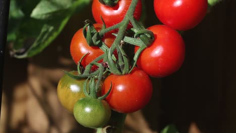 gardeners delight tomatoes ripening on the plant