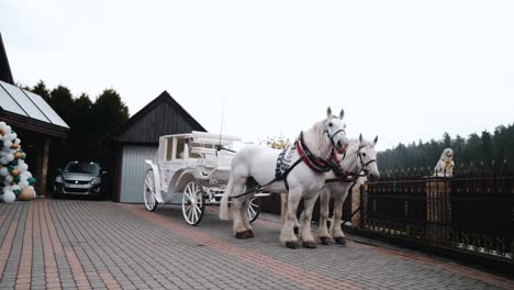 white horses with white and gold carriage standing in the backyard in wedding day