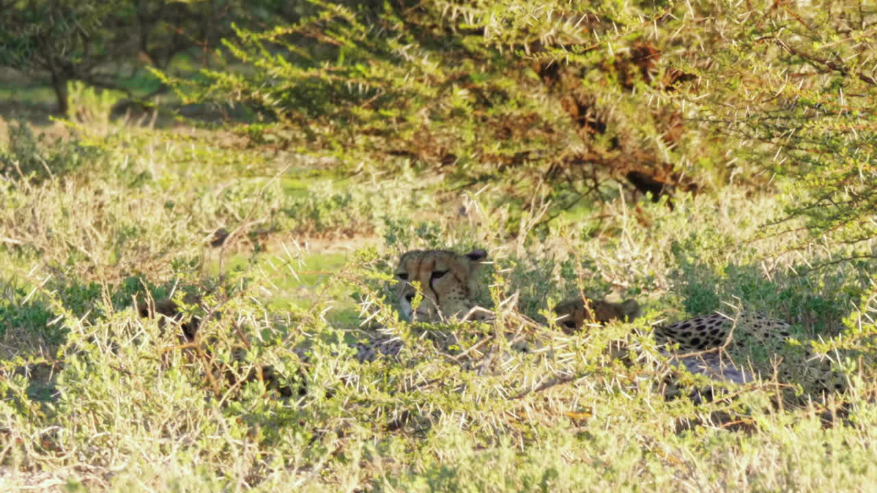 Ghepardo mimetizzato con cucciolo sdraiato sotto un cespuglio, Kalahari