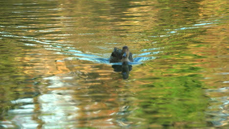 female northern pintail duck swimming with ripples and reflection on water surface