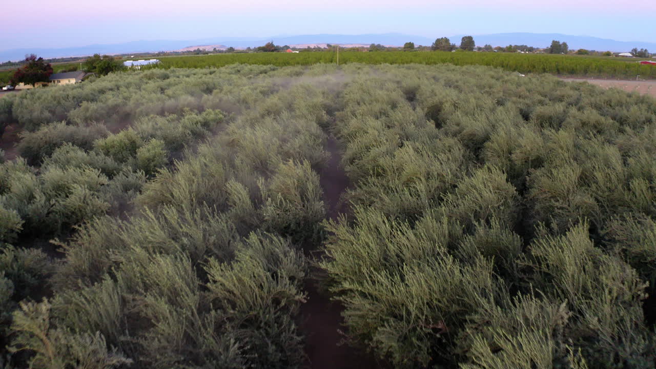 An aerial view of a large agricultural field with rows of green plants under a twilight sky