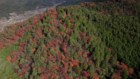 colorful autumnal trees up a hill of keihoku drone fly rural village valley fall season in north kyoto, agricultural farmland