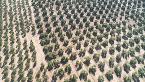 Olive-trees-orchard-on-sunny-day