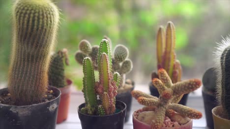 group of cactus, present in dolly shot panning : 4k