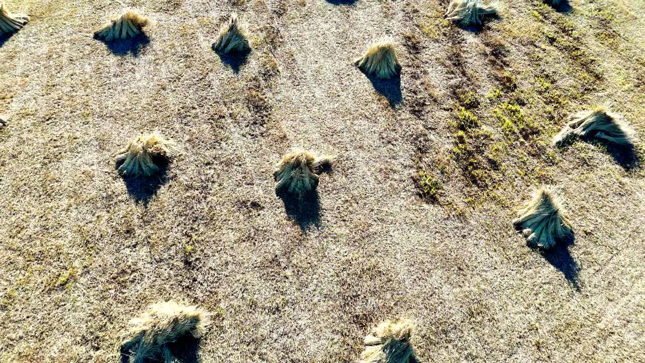 Drone view of bundles of reeds drying in the sun in the Netherlands