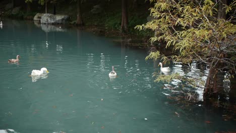 Gruppe-Von-Enten,-Die-Im-Teich-Waten-Und-Nach-Nahrung-Suchen