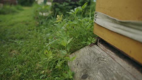 Abejas-Obreras-Activas-Alrededor-Del-Jardín-Langstroth-De-Madera