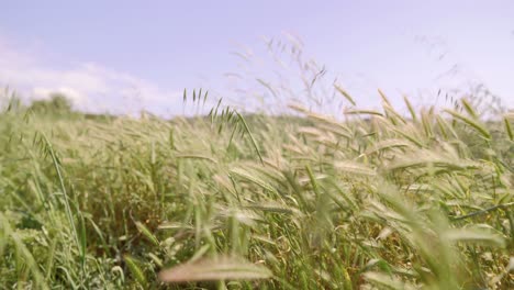 golden wheat field sways in the wind under a bright sky, evoking serenity and nature