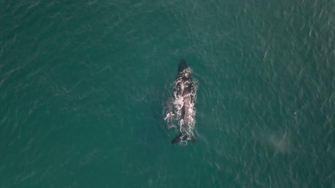송아지가 푸른 바다를 헤엄치는 혹등고래 암컷, 오버헤드 드론 샷