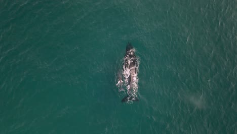 hembra de ballena jorobada con ternera nadando a través del océano azul, disparo de drones por encima de la cabeza