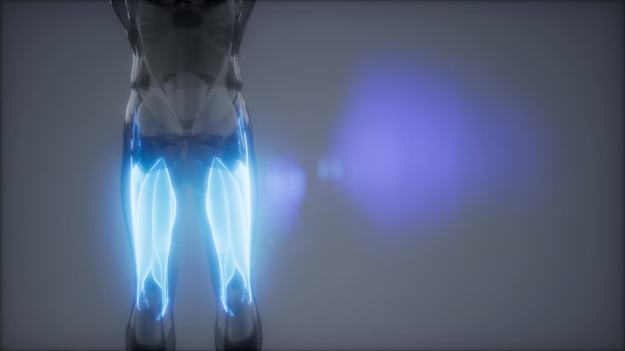 선택된 근육 해부학 지도